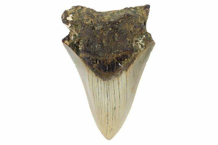 Bargain, Fossil Megalodon Tooth - North Carolina #186604